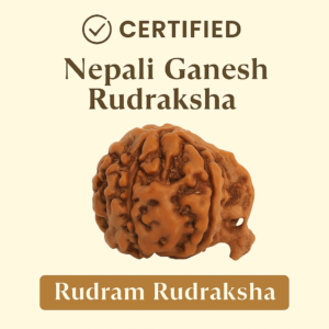 Natural Ganesh Rudraksha (Nepali)