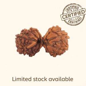 Gauri Shankar Rudraksha