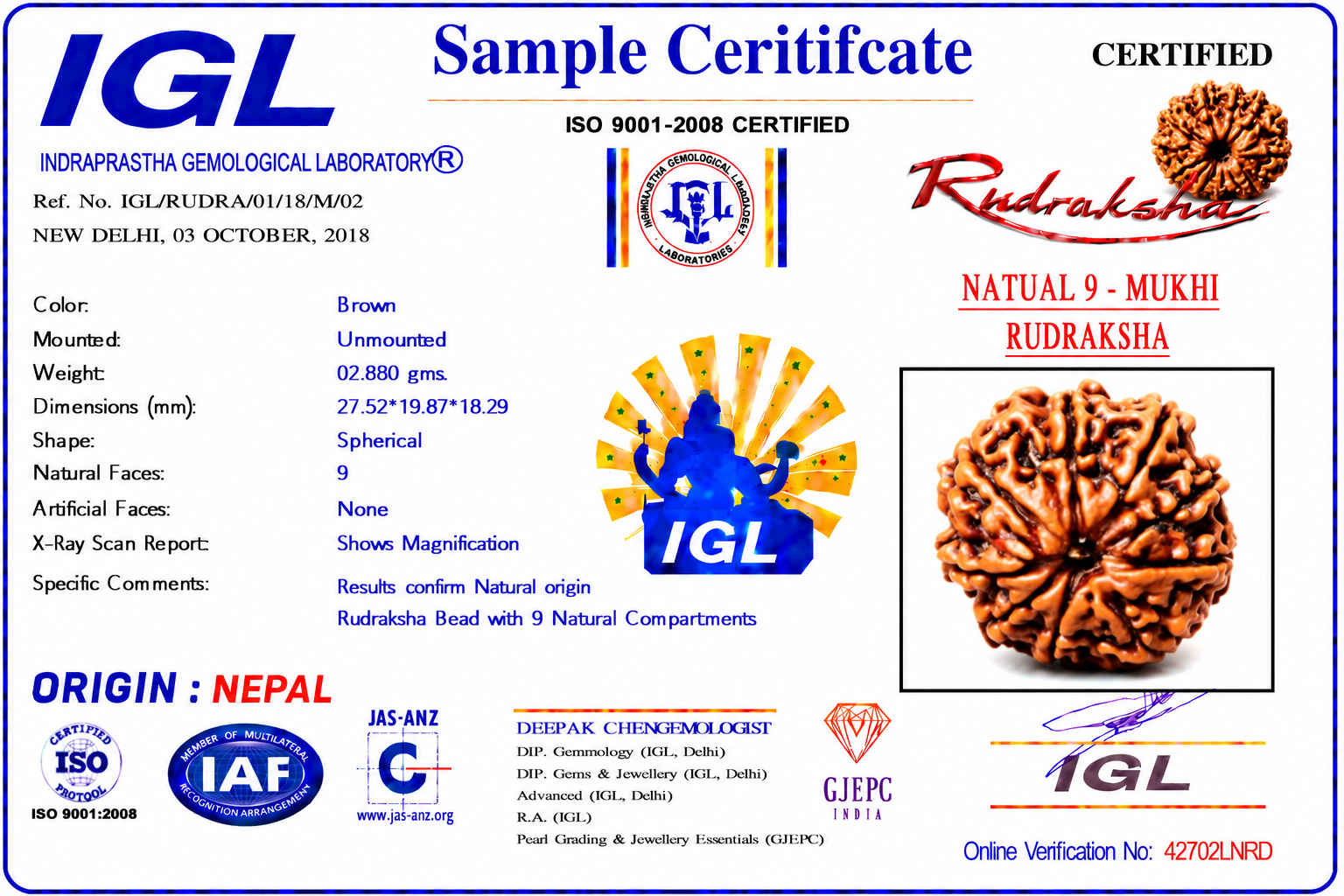 Natural 9 Mukhi Rudraksha (Nepal) with IGL Certificate - Image 3