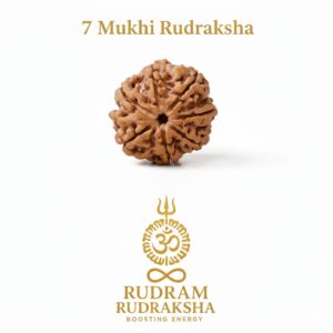 Natural 7 Mukhi Rudraksha (Nepali)