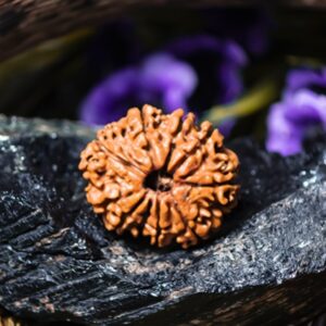 Natural 10 Mukhi Rudraksha (Nepali)