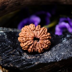 Natural 11 Mukhi Rudraksha (Nepali)
