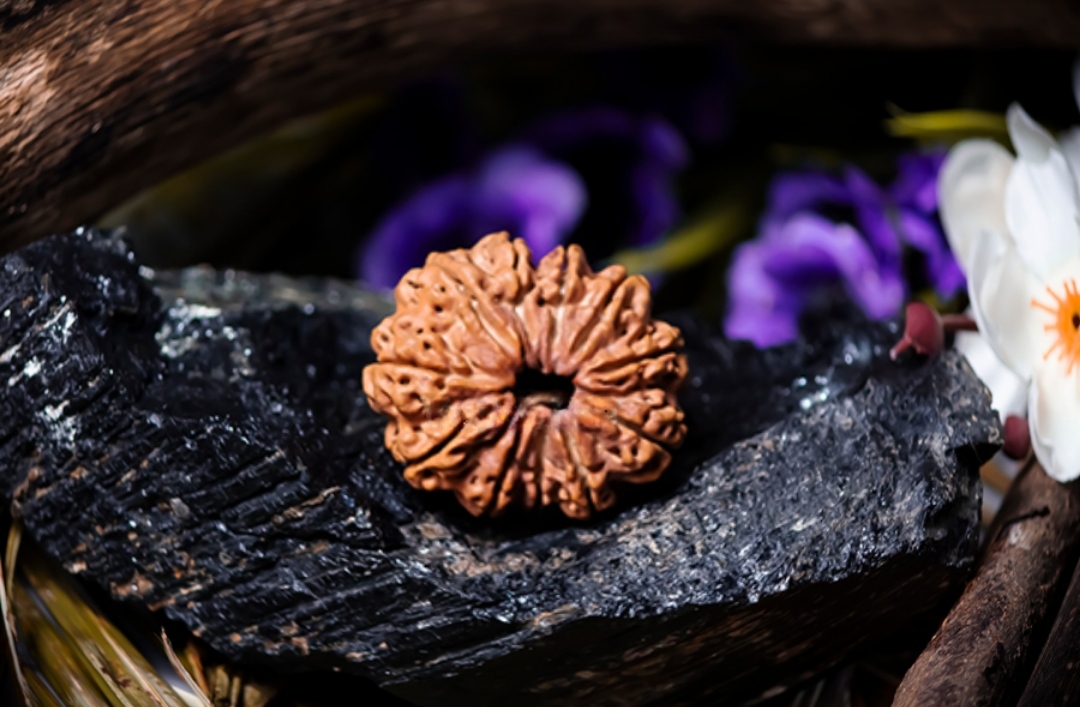 Natural 11 Mukhi Rudraksha (Nepali)