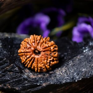 Natural 12 Mukhi Rudraksha (Nepali)