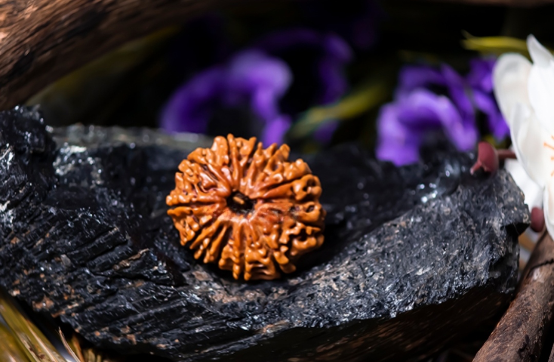 Natural 12 Mukhi Rudraksha (Nepali)