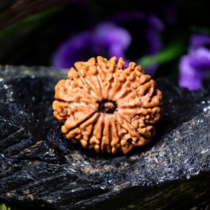 Natural 13 Mukhi Rudraksha (Nepali)