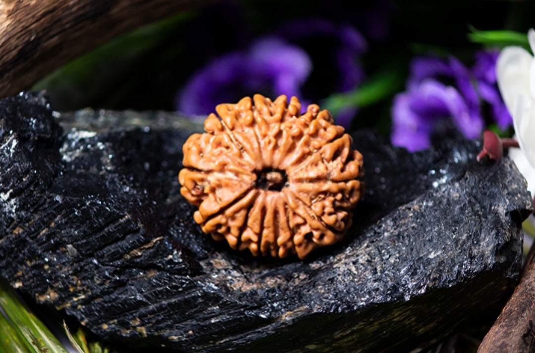 Natural 13 Mukhi Rudraksha (Nepali)
