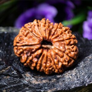 Natural 14 Mukhi Rudraksha (Nepali)