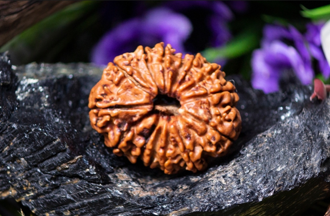 Natural 14 Mukhi Rudraksha (Nepali)