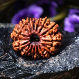 Natural 15 Mukhi Rudraksha (Nepali)