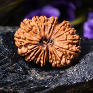 Natural 17 Mukhi Rudraksha (Nepali)