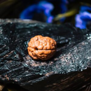 Natural 2 Mukhi Rudraksha (Nepali)