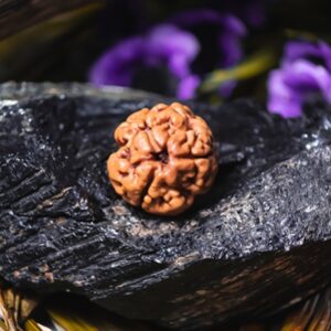 Natural 3 Mukhi Rudraksha (Nepali)