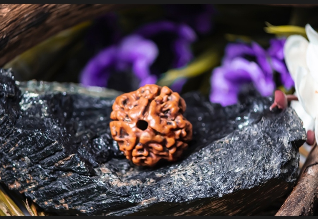 Natural 4 Mukhi Rudraksha (Nepali)