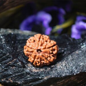 Natural 5 Mukhi Rudraksha (Nepali)