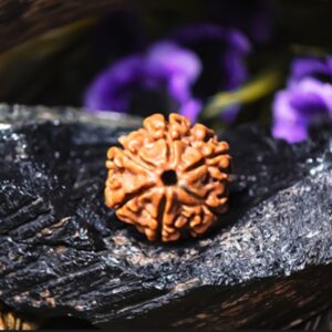 Natural 6 Mukhi Rudraksha (Nepali)