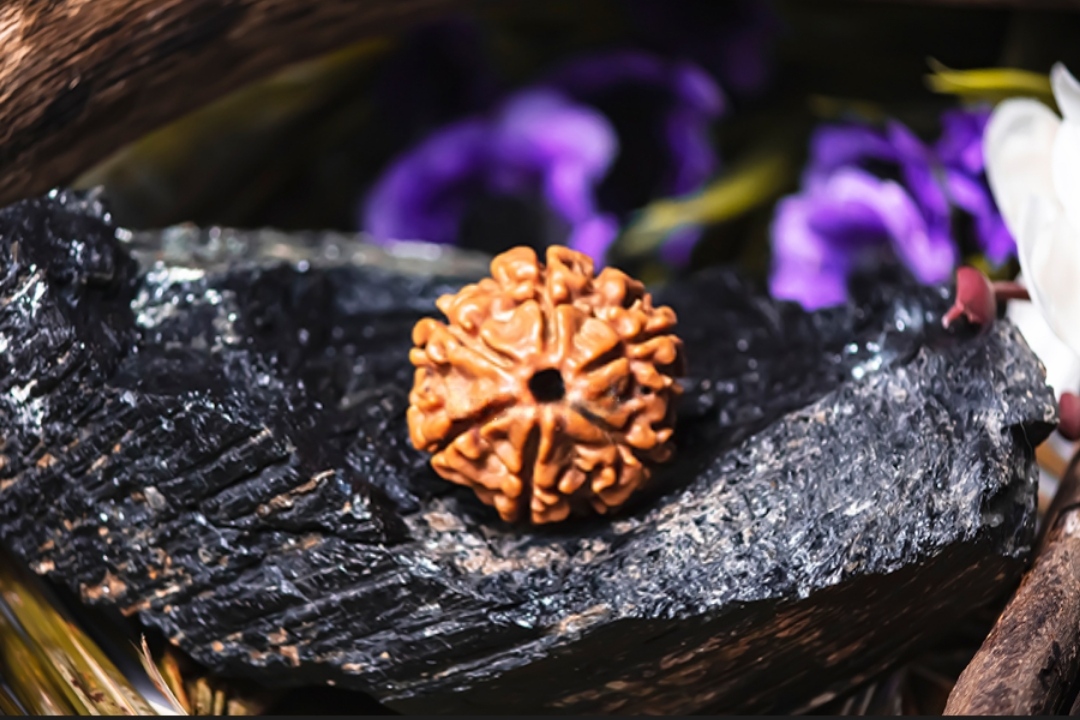 Natural 6 Mukhi Rudraksha (Nepali)