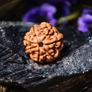 Natural 7 Mukhi Rudraksha (Nepali)