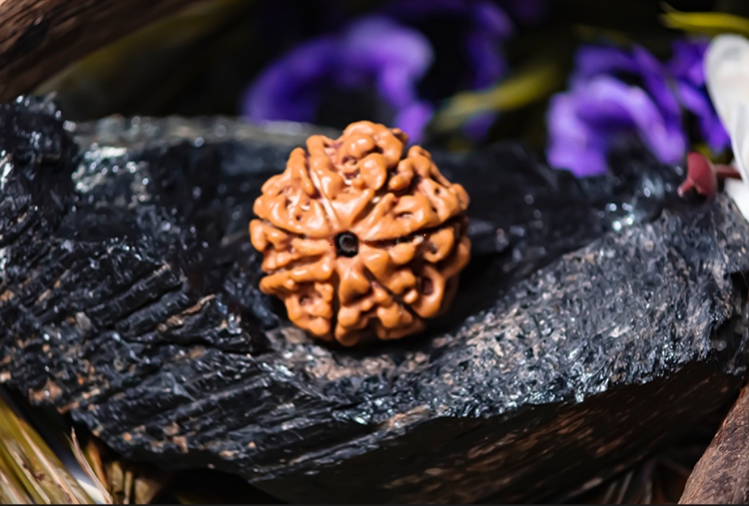 Natural 7 Mukhi Rudraksha (Nepali)