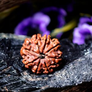 Natural 8 Mukhi Rudraksha (Nepali)