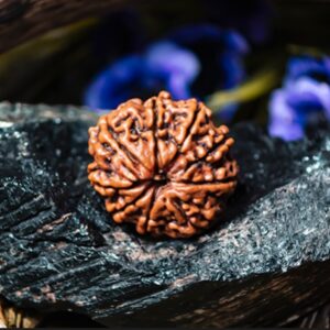 Natural 9 Mukhi Rudraksha (Nepal) with IGL Certificate