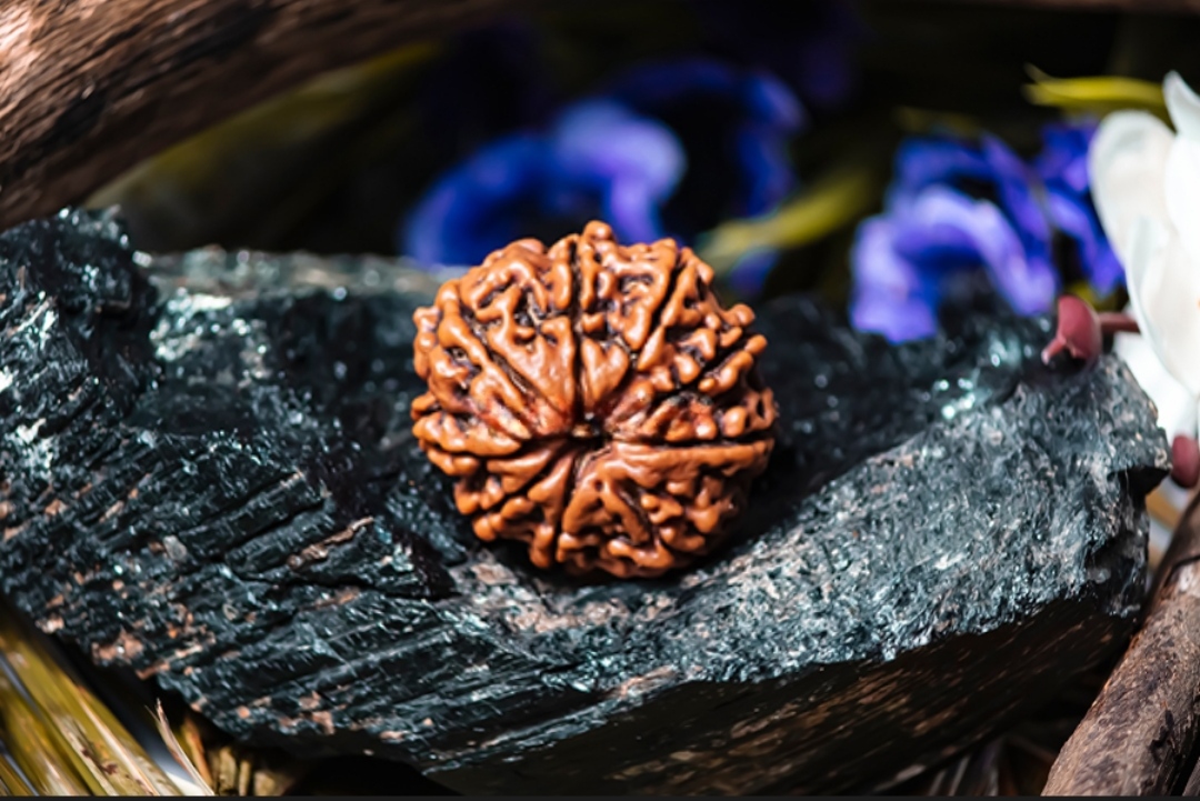 Natural 9 Mukhi Rudraksha (Nepal) with IGL Certificate