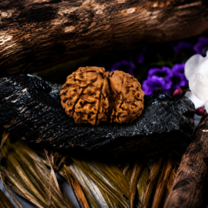 Natural 1 Mukhi Sawar Rudraksha (Nepal)