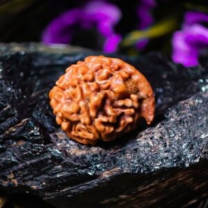 Natural Ganesh Rudraksha (Nepal)