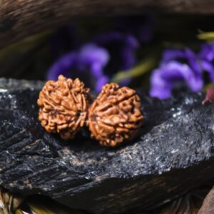 Natural Gauri Shankar Rudraksha: medium (Nepal) with IGL Certificate