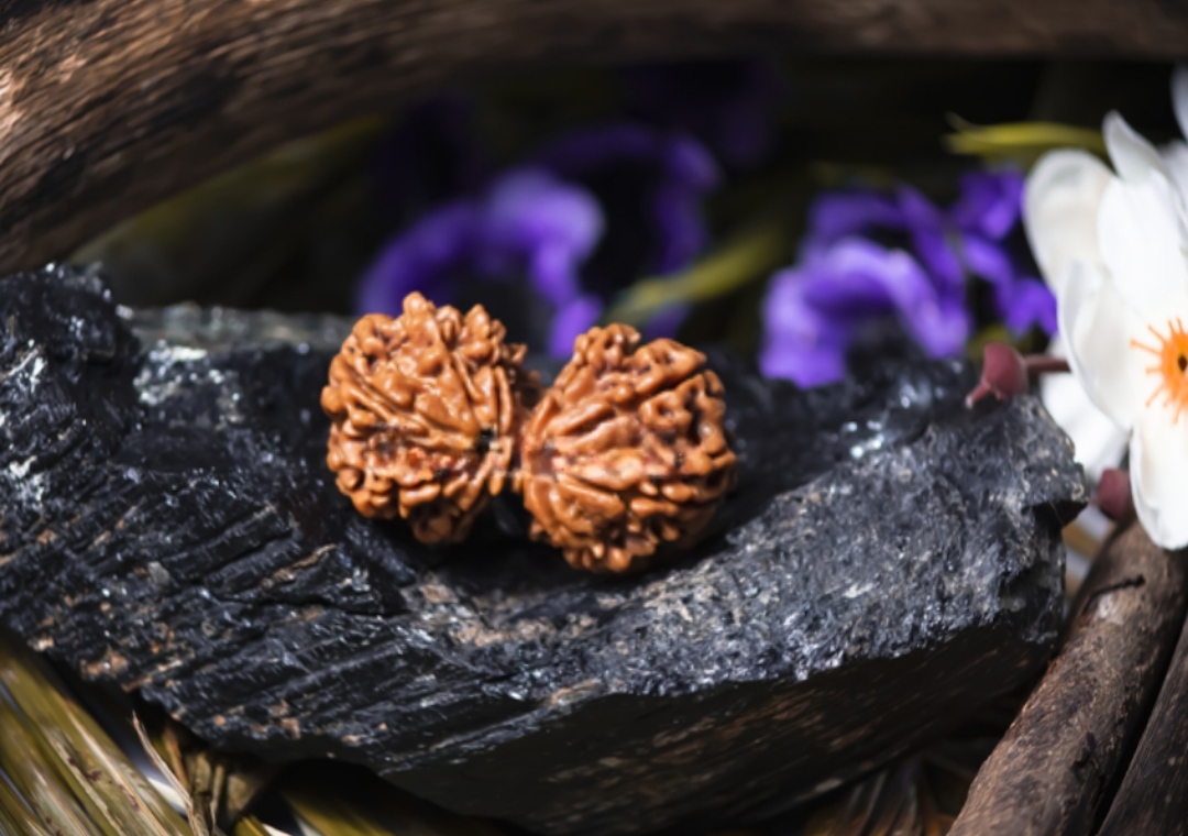 Gauri Shankar Rudraksha