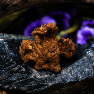 Natural Lotus Rudraksha (South India)